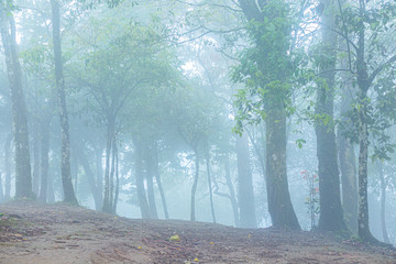 Beautiful landscapse nature and sunlight