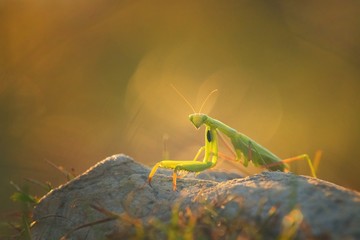 Praying mantis during sunset in Croatia. Big insect in beautiful light. Praying mantis in golden hour with beautiful background.