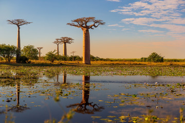 Beautiful Baobab trees at the Avenue of the Baobabs in Madagascar