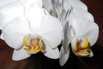Naklejka na ściany i meble Family of flowering plants - The Orchidaceae 