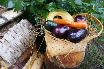 Eggplant, zucchini, carrots and white pumpkin (Cucurbita pepo), lie in a basket next to birch firewood