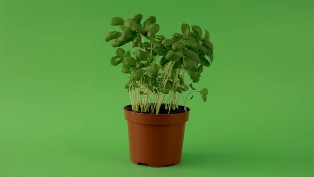fresh green basil on green screen background with brown flowerpot on white table closeup being blown by the wind