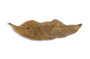 Dry leaves against a white Isolated