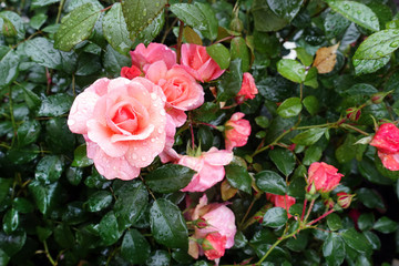 Pink roses with water drops on a background of green bush