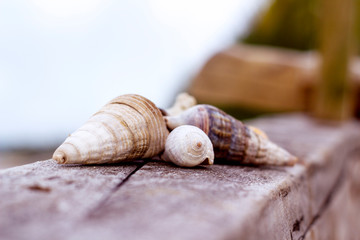 Seashells arranged well on the wood