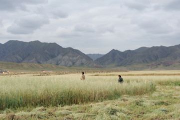 Harvesting Tibetan Barleys Before Heavy Rain in Gannan Tibetan Autonomous Prefecture, Gansu Province, China in October 2016