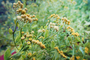 Obraz premium Tansy (Tanac?tum balsam?ta) grows in the garden