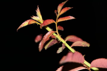 rose plant leaf