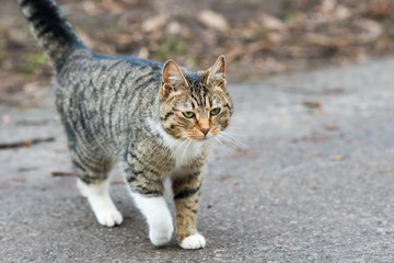 Tabby Cat back. Kitty is walking on old road.
