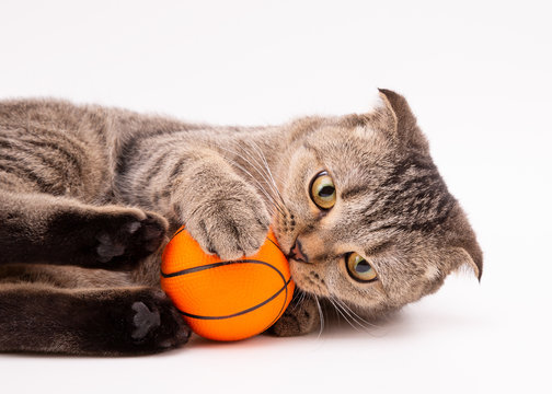 The cat plays with the ball, bites it and presses on it with its hind legs. Cat and ball. Gray cat plays with a ball on a white background. Playing cat.