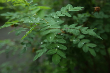 Dew drops on green leaves, early in the morning