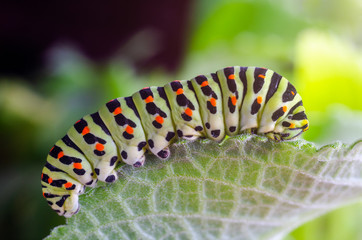 Caterpillar of the Machaon crawling on green leaves, close-up