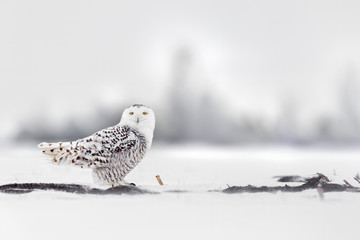 Female snow owl 