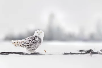 Printed roller blinds Snowy owl Female snow owl 