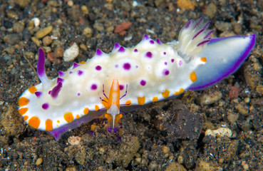 Nudibranch - Mexichromis multituberculata with Zenopontonia rex (Emperor Shrimp). Symbiosis in the underwater world. Macro photography. Diving in Tulamben, Bali, Indonesia.