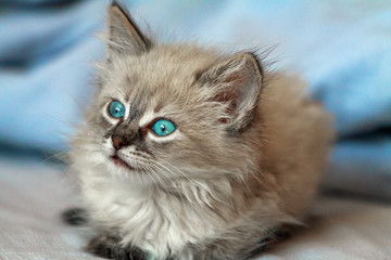 Kitten with blue eyes on reflective background