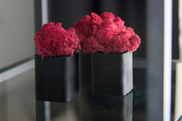 claret moss in a black concrete pot