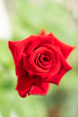 Beautiful red roses flower in garden with green blurred background