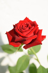 Naklejka premium Beautiful red roses flower in garden over white background