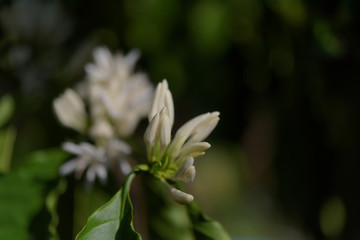 Coffee tree  with white color flower  blossom and green leaves in garden
