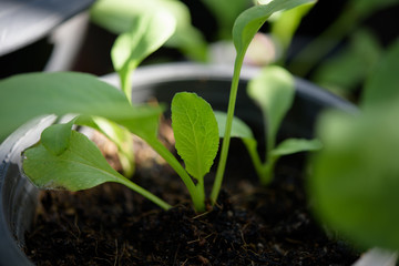 Home plant young Chinese Cabbage-PAI TSAI or Brassica chinensis Jusl var parachinensis (Bailey) on pot over white background,health food and living
