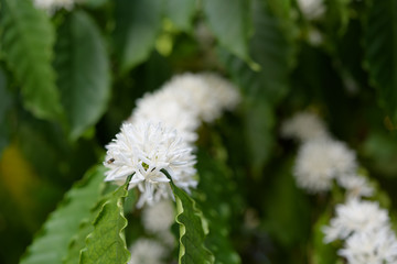 Coffee tree  with white color flower  blossom and green leaves in garden