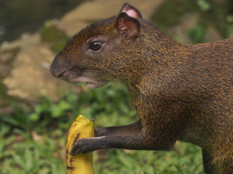 Banane fressendes Aguti