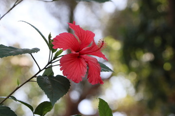 Obraz premium red hibiscus flower