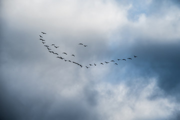 Flock of birds V formation during spring migration
