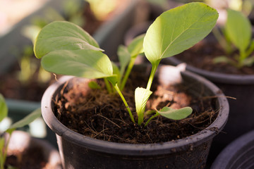 Home plant young Chinese Cabbage-PAI TSAI or Brassica chinensis Jusl var parachinensis (Bailey) on pot over white background,health food and living
