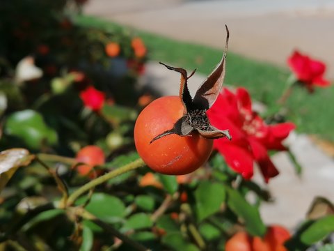 Flores rojas de la rosa que florecen en el parque  en Espa&ntilde;a Andalucia
