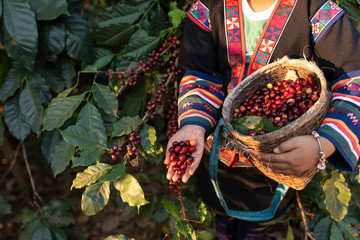 Akha woman picking red coffee beans on bouquet on tree arabica coffee berries on its branch,economy industry business, health food and lifestyle, at the north of Thailand.