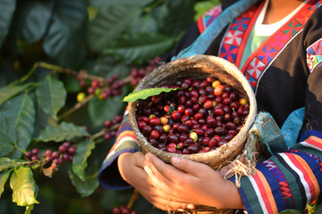 Akha woman picking red coffee beans on bouquet on tree arabica coffee berries on its branch,economy industry business, health food and lifestyle, at the north of Thailand.