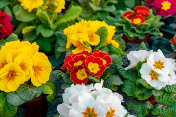 Primroses. Beautiful colorful flowers sold on outdoor flower shop.