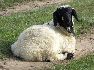 Naklejka premium Leisurely rest of the sheep on the pasture