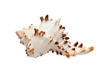 Obraz na płótnie Canvas Sea shell isolated on white background.