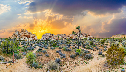 landscape with joshua trees in the desert