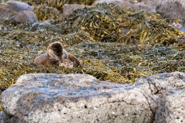 Fototapeta premium European Otters(Lutra lutra) mother and cub resting on shore