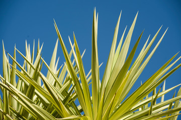 yucca, elephantipes leaves on blue sky