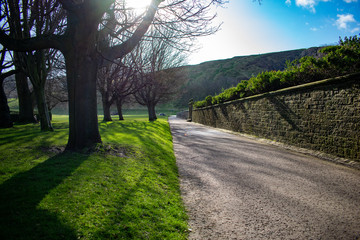 tree in the park and blue sky