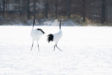 Fototapeta premium whooper swan