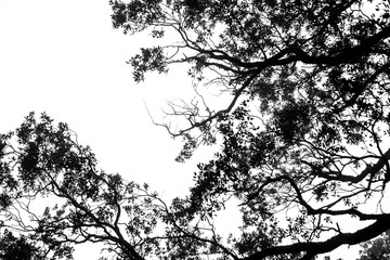 Fototapeta premium Winter tree branches