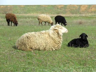 Obraz premium Leisurely rest of the sheep on the pasture