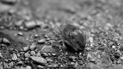 Mice forest