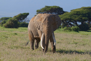 Naklejka na ściany i meble Elefant im Amboseli