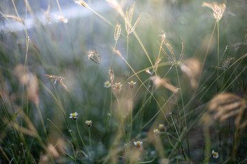 grass and light