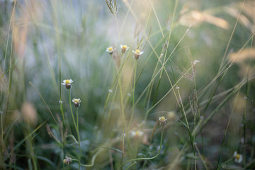 field of flowers