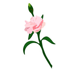 Stock vector illustration of a sprig of clove. Delicate pink flower Bud for bouquet, postcards, watercolor greens. Turkish clove, a spring houseplant. Petals and leaves. Isolated on a white background