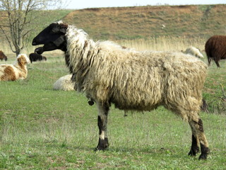 Leisurely rest of the sheep on the pasture