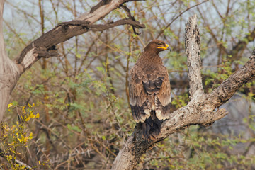 Steppe eagle perched on a tree